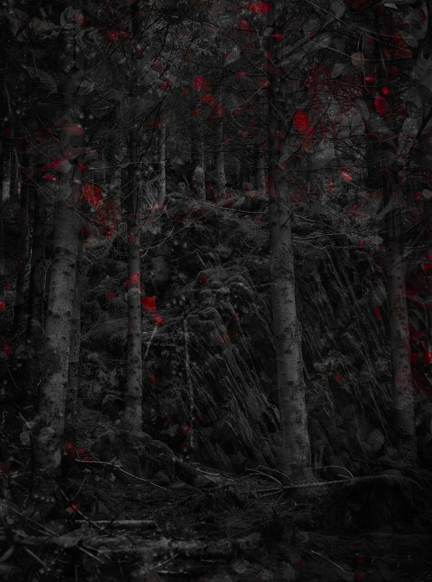 Tree and forest image with a red natural accent