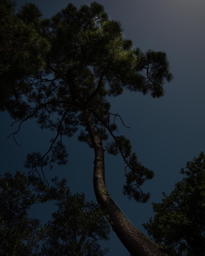 A tree lit warmly in a dark forest