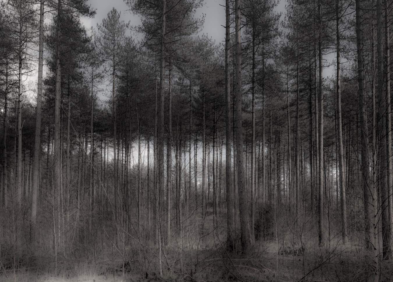 Trees in a quiet natural landscape