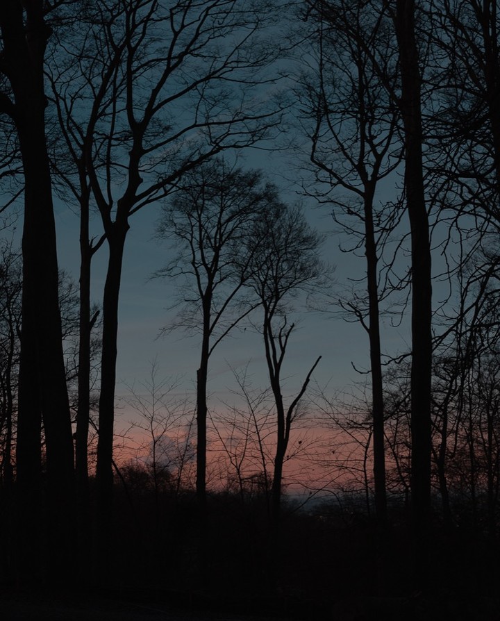 Dark sky and tree silhouettes