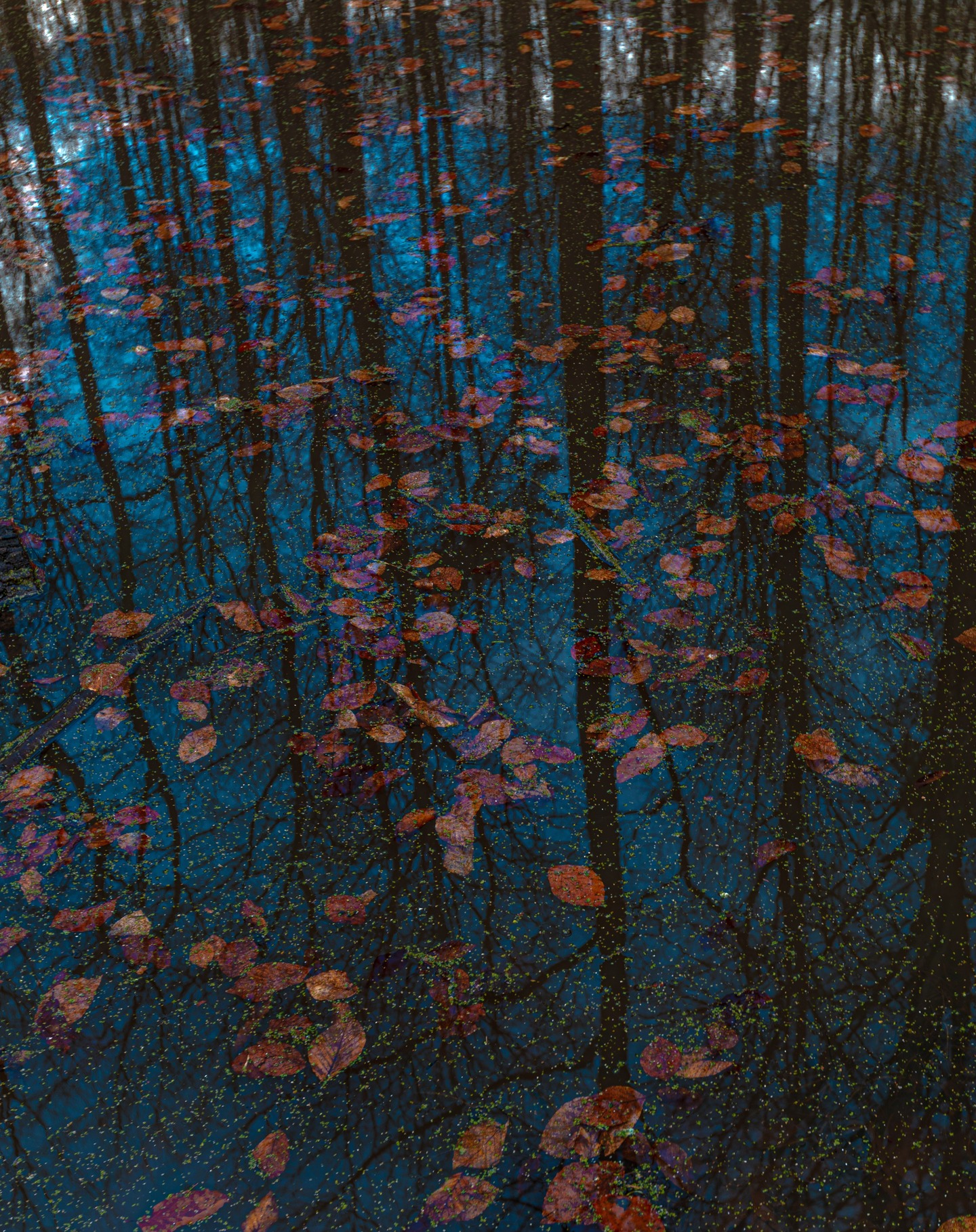 Reflection of trees and floating leaves in dark blue water