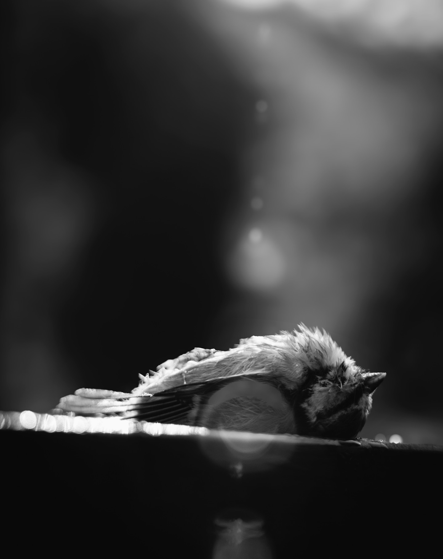 Black and white photograph with a quiet natural form